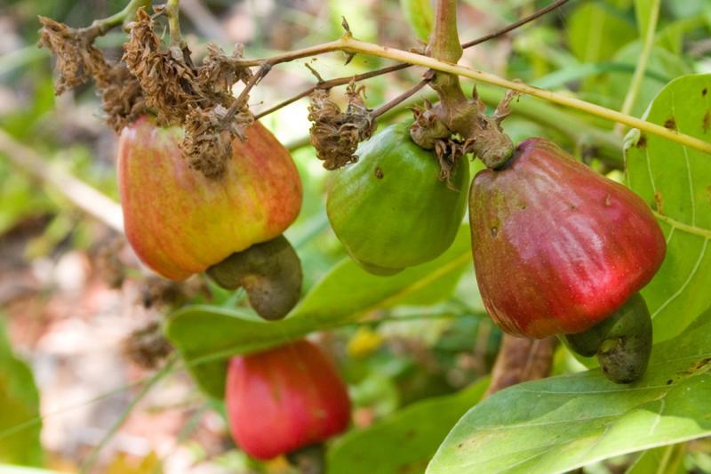 Find out the juicy taste of the cashew