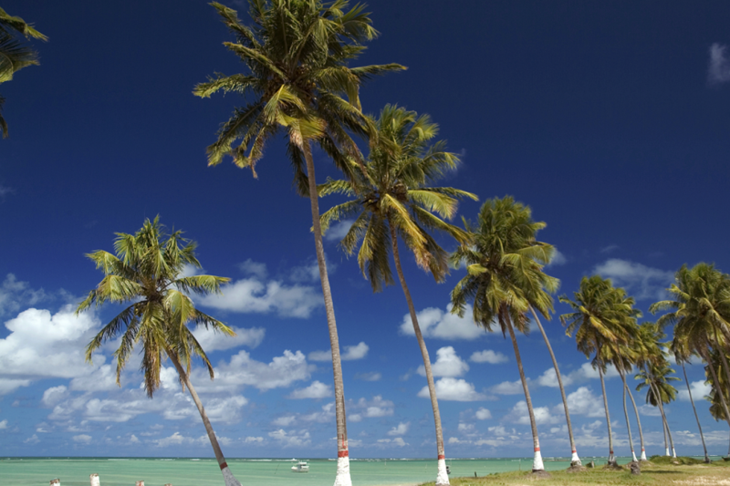 Maceió: São Miguel dos Milagres Beach & Natural Pools: Full Day