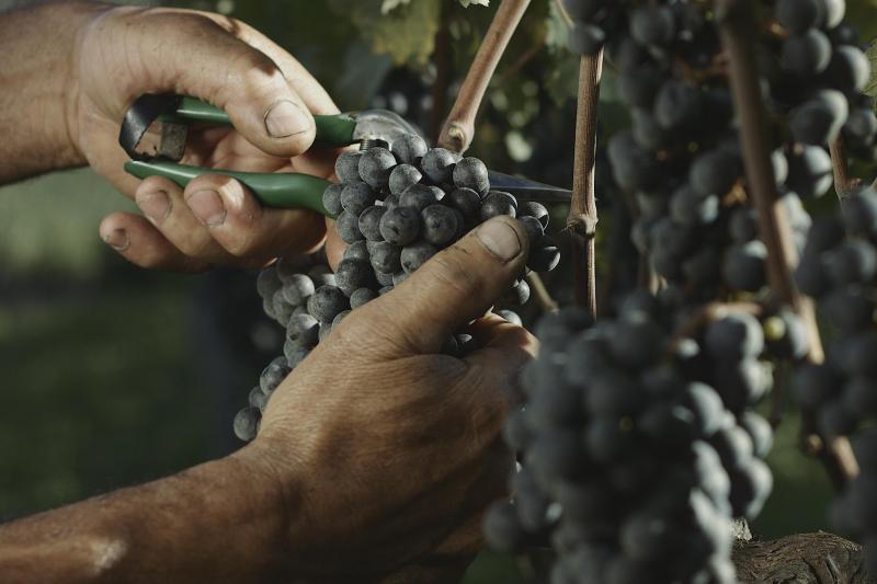 Gran Reserva - Wine Tasting