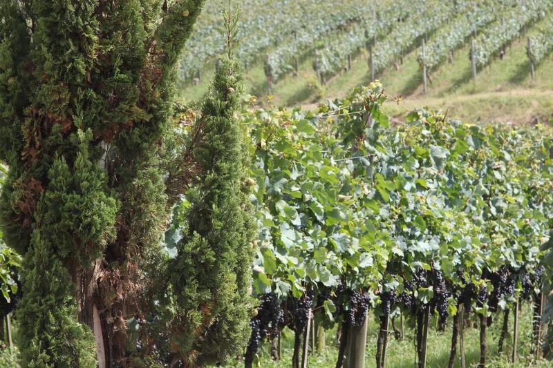 Gran Reserva - Wine Tasting