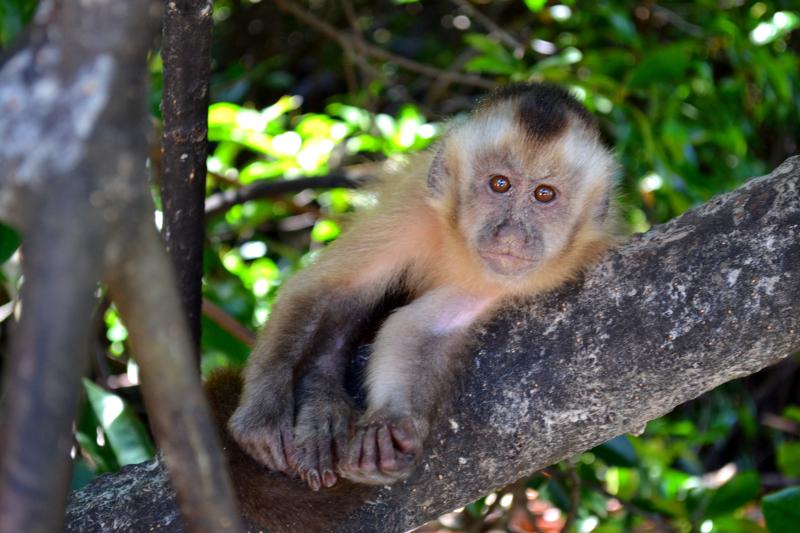 See the wild life in Vassouras