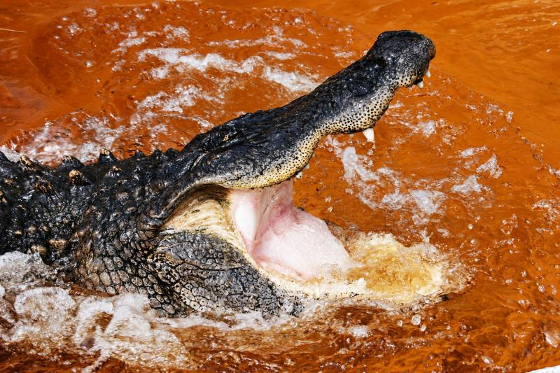 From Miami: Everglades Admission Ticket - Sawgrass Recreation Park