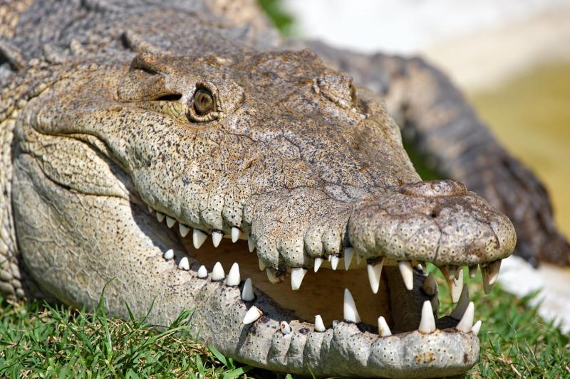 From Miami: Everglades Admission Ticket - Sawgrass Recreation Park