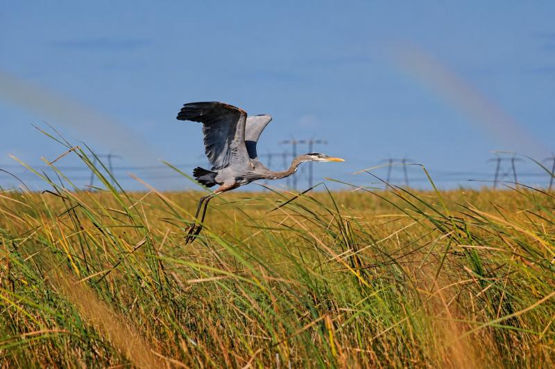 From Miami: Everglades Admission Ticket - Sawgrass Recreation Park