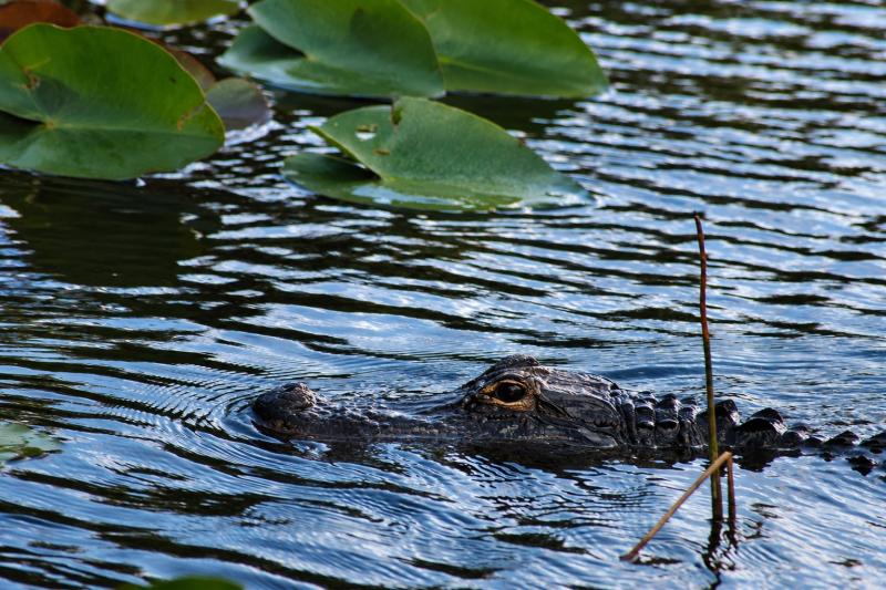 From Miami: Everglades Admission Ticket - Sawgrass Recreation Park