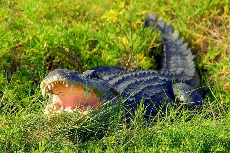 See Florida\\\\\\\\\\\\\\\'s #1 resident in their natural habitat
