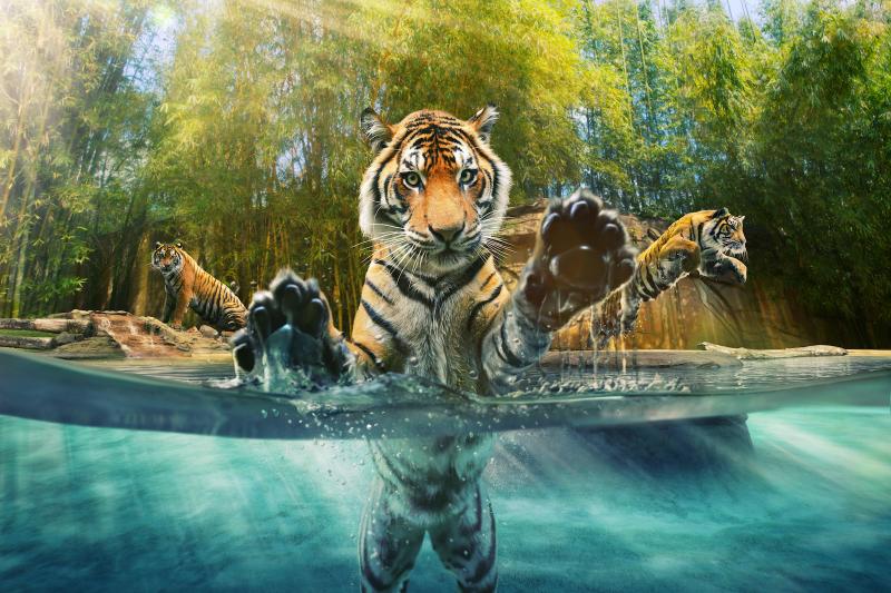 Australia Zoo