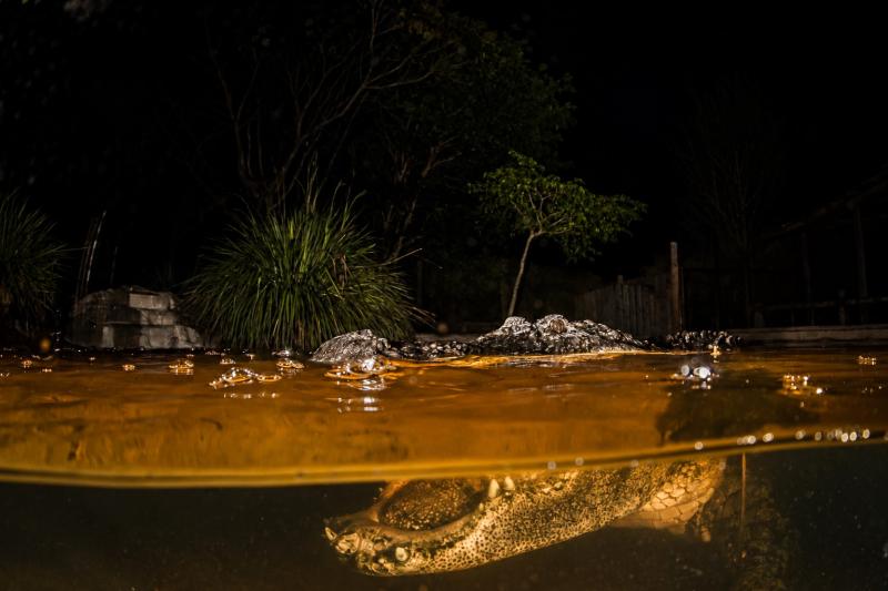 From Miami: Everglades Night Tour - Sawgrass Recreation Park