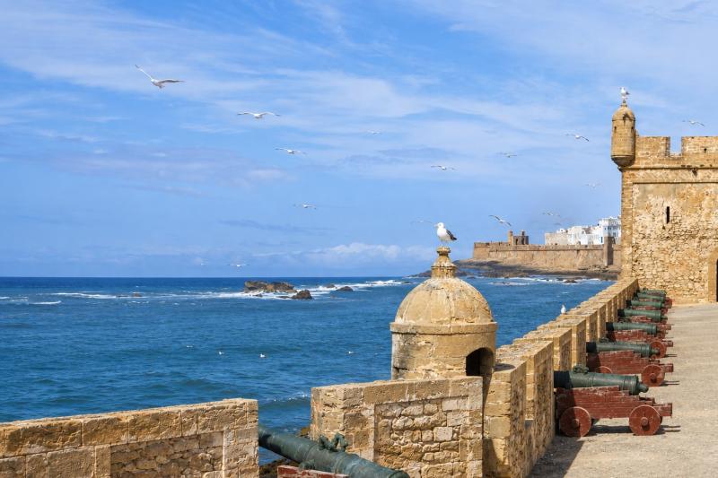 Seagull; Essaouira - Magador, Marrakech,