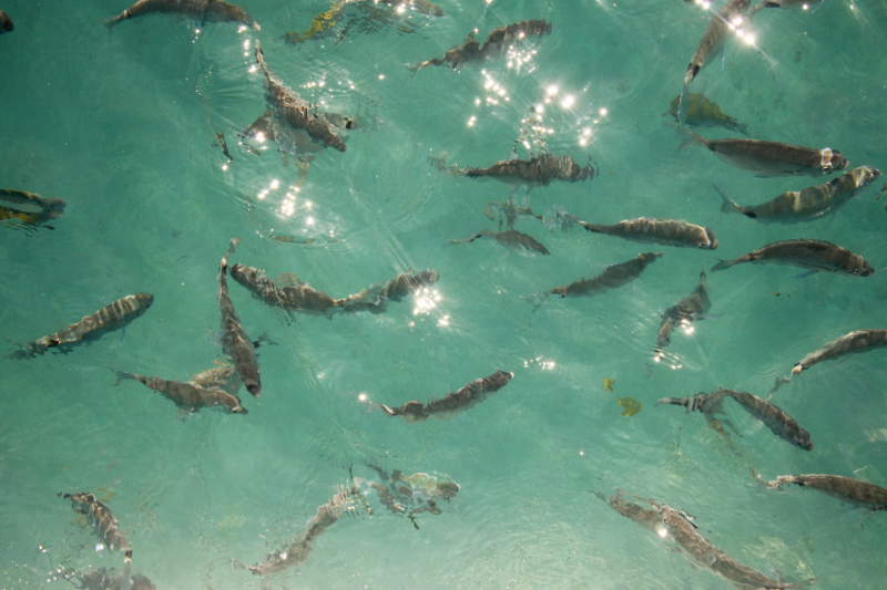 Ilha Grande: Blue Lagoon Schooner Tour with Caipirinhas & Tropical Fruits