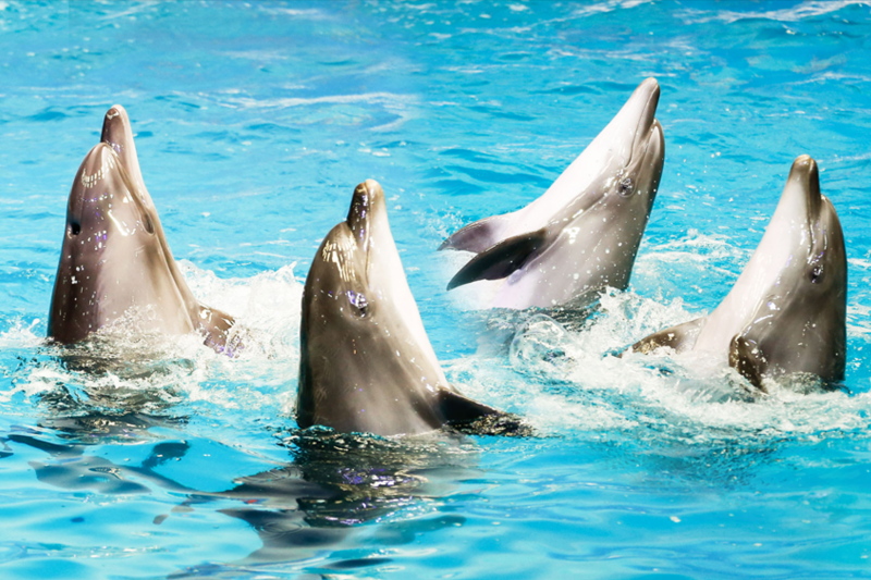 Dolphin & Seal Show Ticket - Dubai