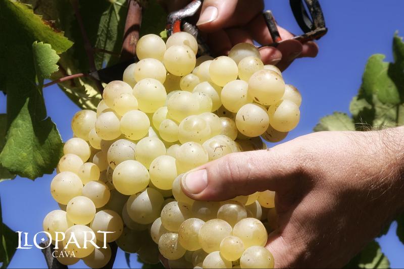 Private tour: Quality sparkling wine experience