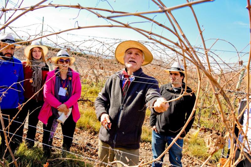Wine Route in San Juan: A Journey of Flavors through Vineyards and Wineries