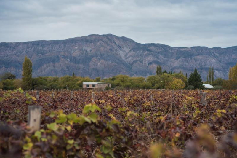 Wine Route in San Juan: A Journey of Flavors through Vineyards and Wineries
