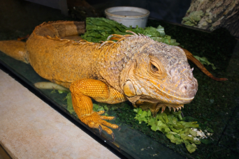 Explore natural diversity at the Iguazú Biocenter