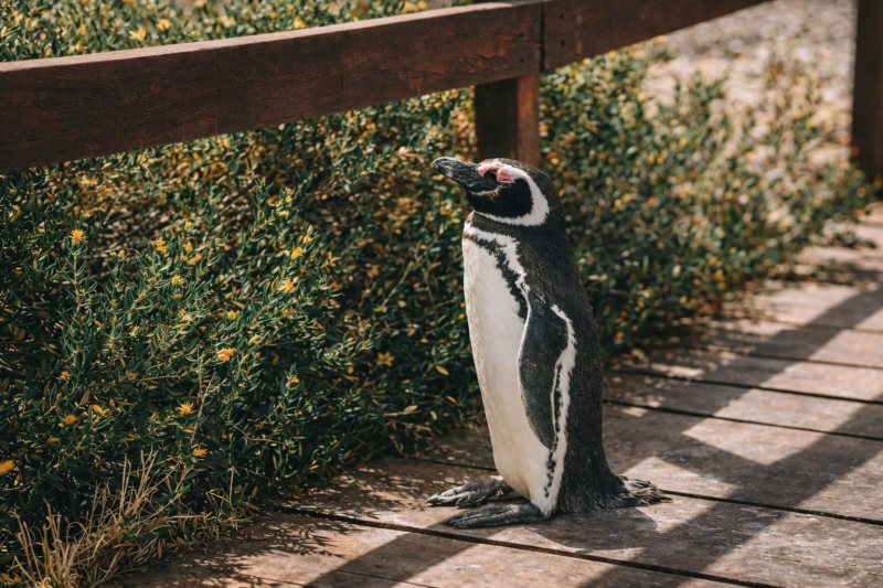 Puerto Madryn: Full Day Excursion to Punta Tombo