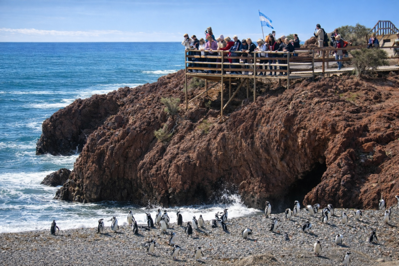 Puerto Madryn: Full Day Excursion to Punta Tombo