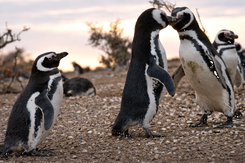 Puerto Madryn: Full Day Excursion to Punta Tombo