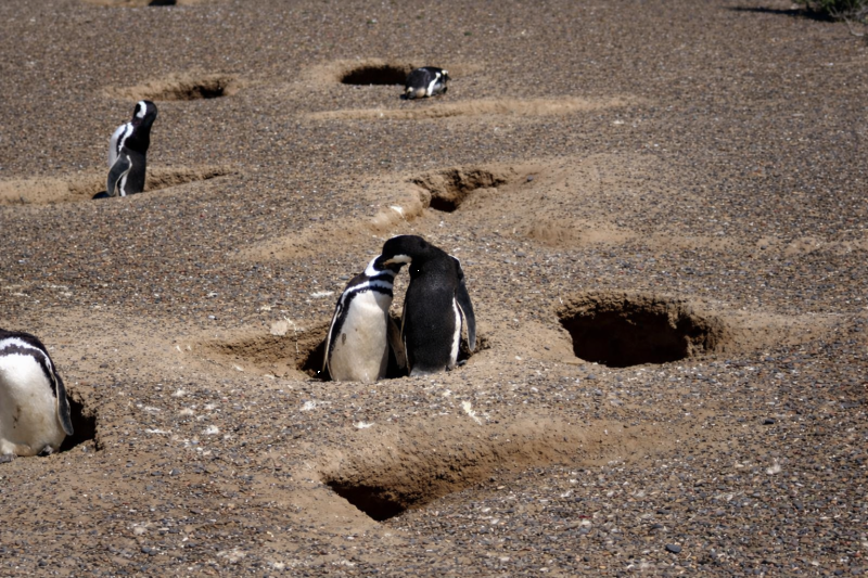 Puerto Madryn: Full Day Excursion to Punta Tombo