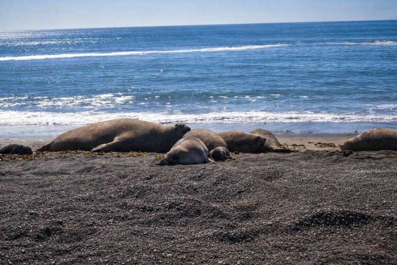 Puerto Madryn: Full Day Excursion to Punta Tombo