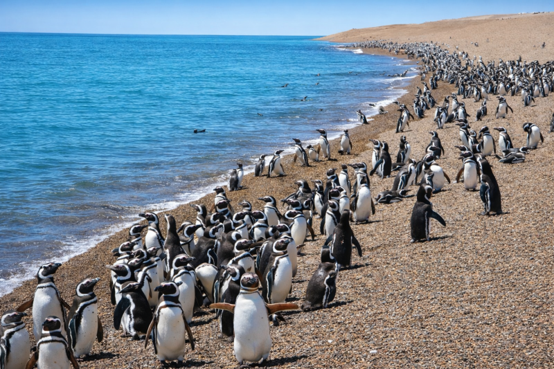 Puerto Madryn: Full Day Excursion to Punta Tombo