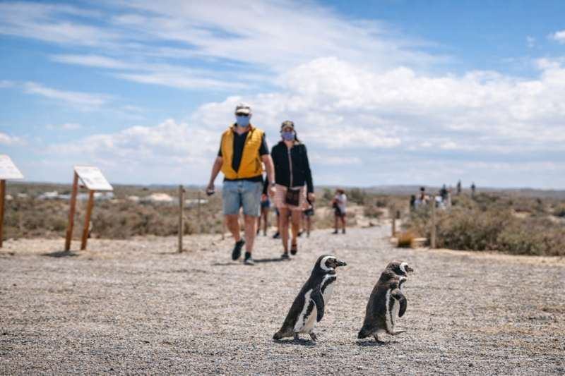 Puerto Madryn: Full Day Excursion to Punta Tombo