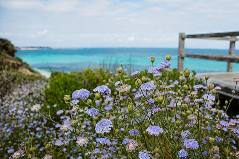 From Perth: Rottnest Island Ferry and Bayseeker Tour
