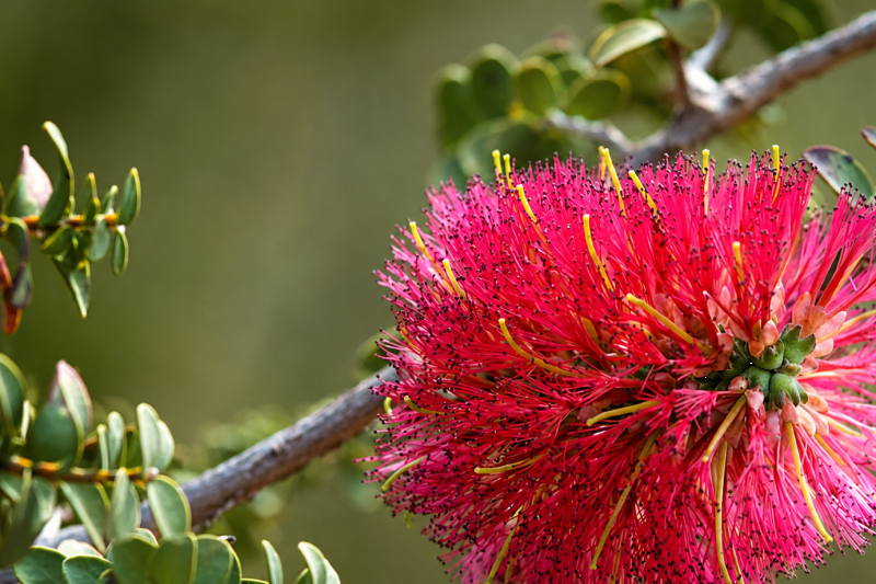 From Perth: Perth & Fremantle Half-Day Highlights Tour