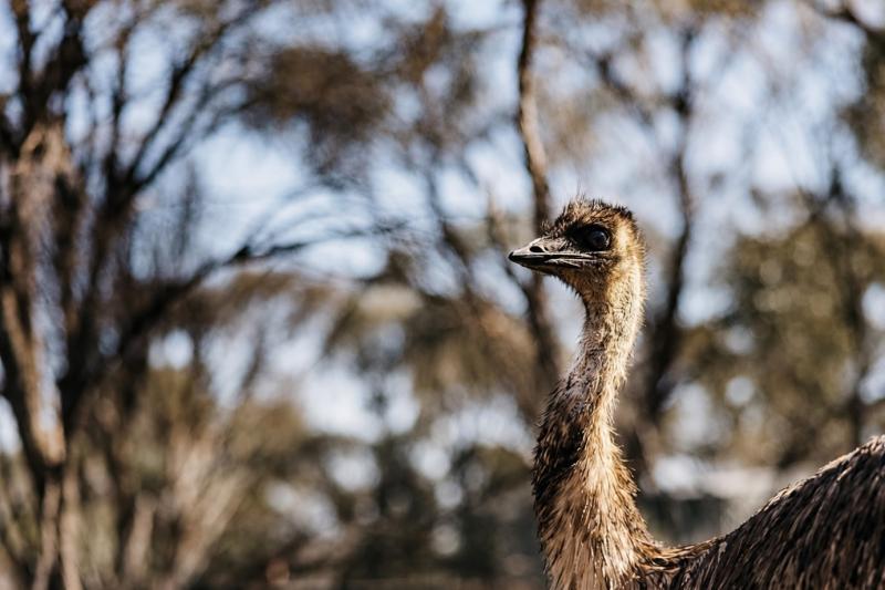 From Perth: Wave Rock Full-Day Tour