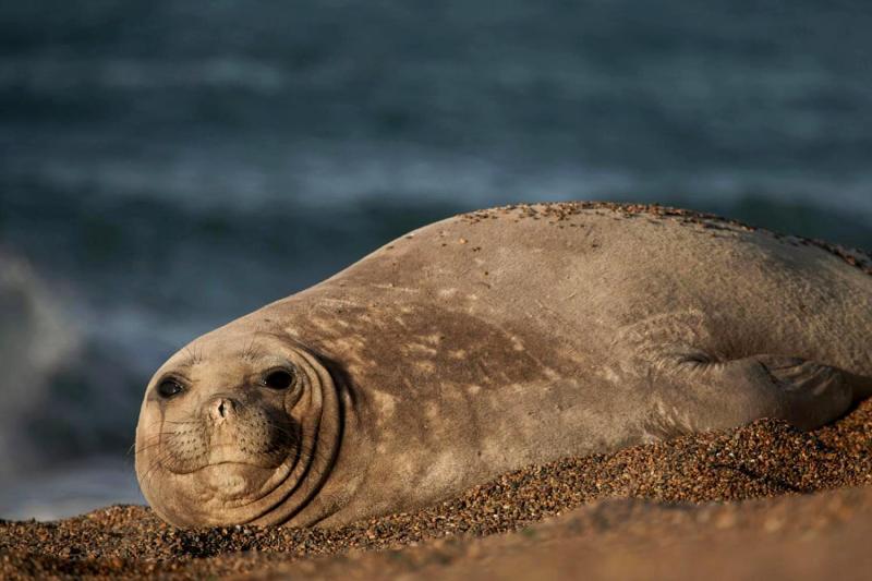 Puerto Madryn: Peninsula Valdes with Estancia San Lorenzo Tour