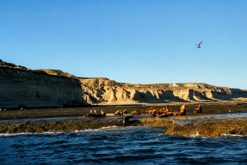 Puerto Madryn: Peninsula Valdes with Estancia San Lorenzo Tour