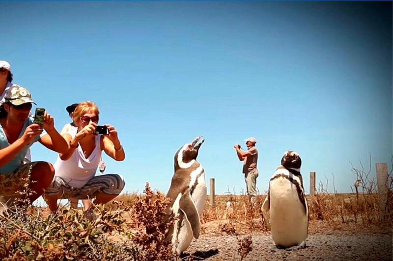 Puerto Madryn: Peninsula Valdes with Estancia San Lorenzo Tour