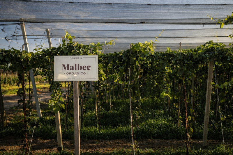 Wines, Vineyards and Picnic: Discover the Charm of the Mendoza Wineries