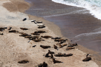 Puerto Madryn: Excursion to Peninsula Valdes Classic
