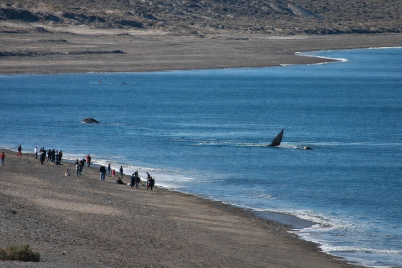 Puerto Madryn: Excursion to Peninsula Valdes Classic