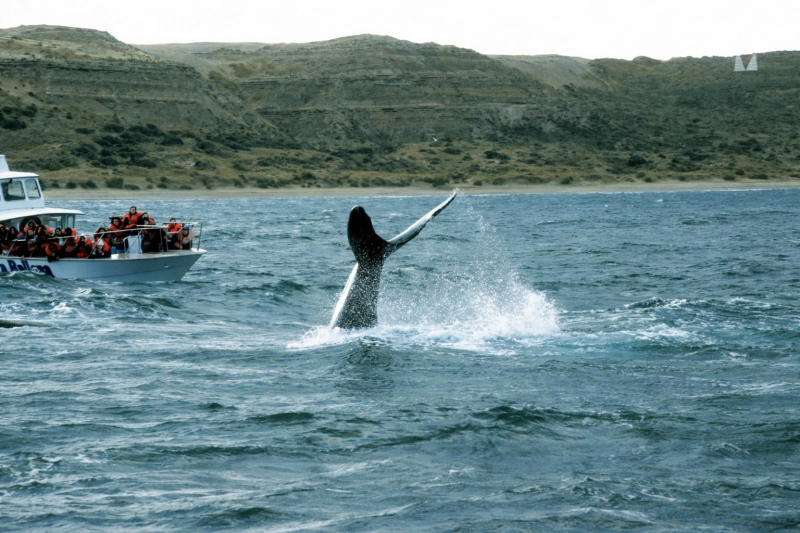 Puerto Madryn: Excursion to Peninsula Valdes Classic