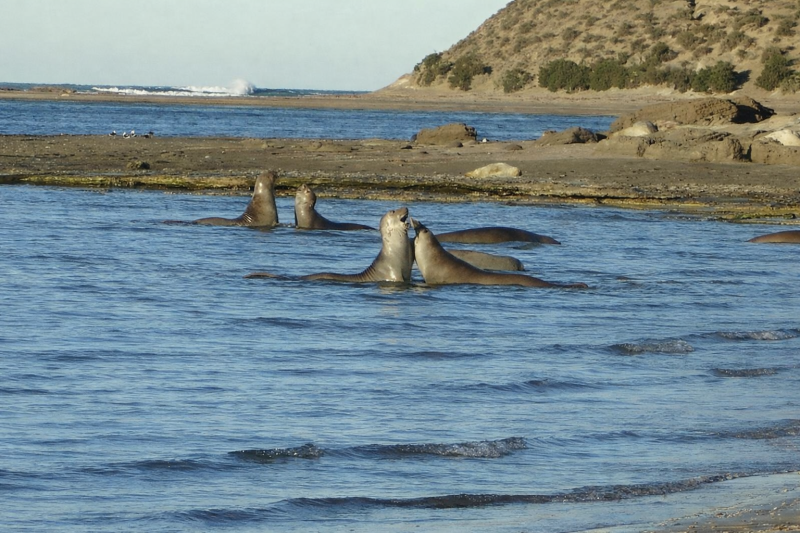 Puerto Madryn: Excursion to Peninsula Valdes Classic
