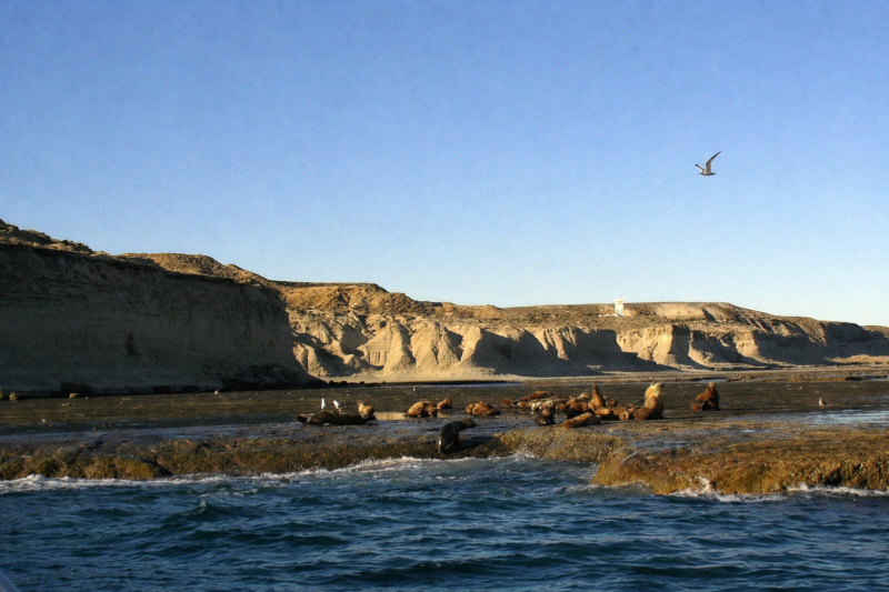 Puerto Madryn: Excursion to Peninsula Valdes Classic