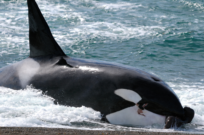 Puerto Madryn: Excursion to Peninsula Valdes Classic