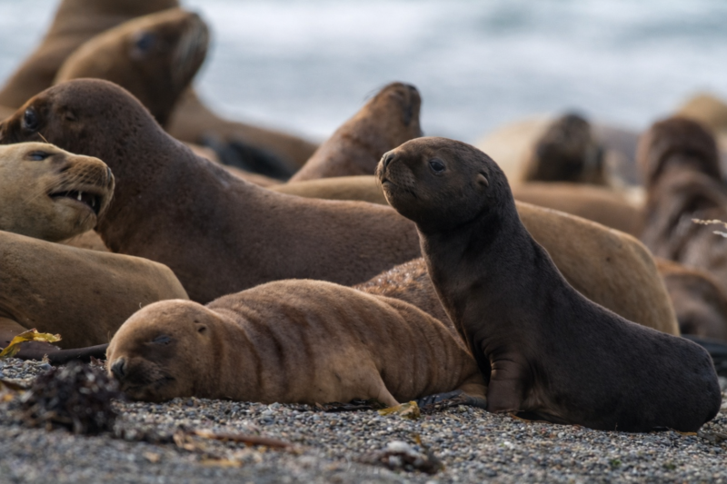 Puerto Madryn: Excursion to Peninsula Valdes Classic