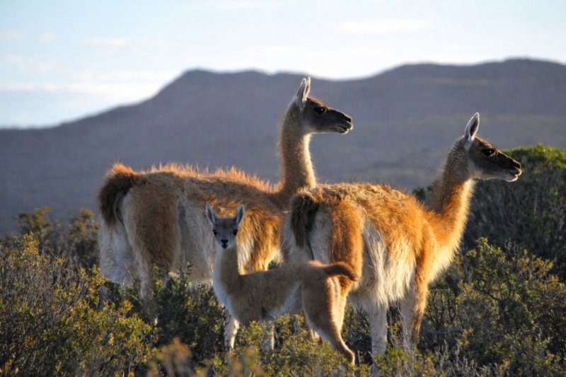 Puerto Madryn: Excursion to Peninsula Valdes Classic