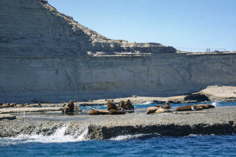Puerto Madryn: Excursion to Peninsula Valdes Classic