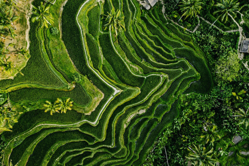 Jatiluwih (Terrace Rice Fields)