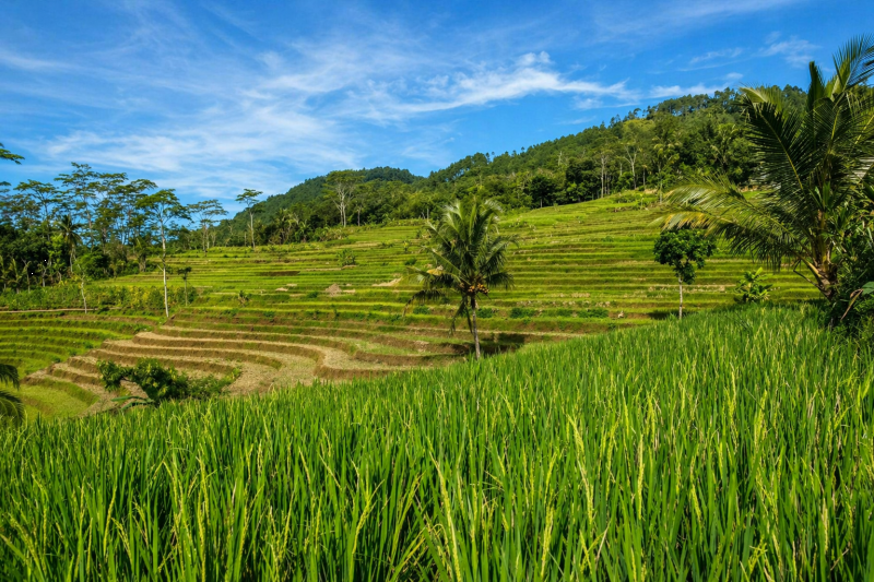 Beautiful view of the rice fields around the Selogriyo temple