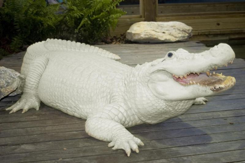 Gators, gators, gators!
