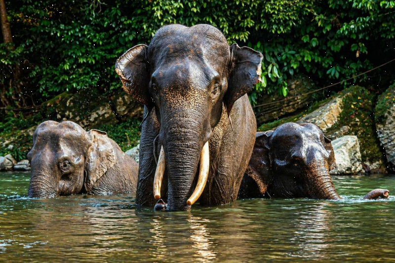 Sumatran elephants in an ethical and sustainable way
