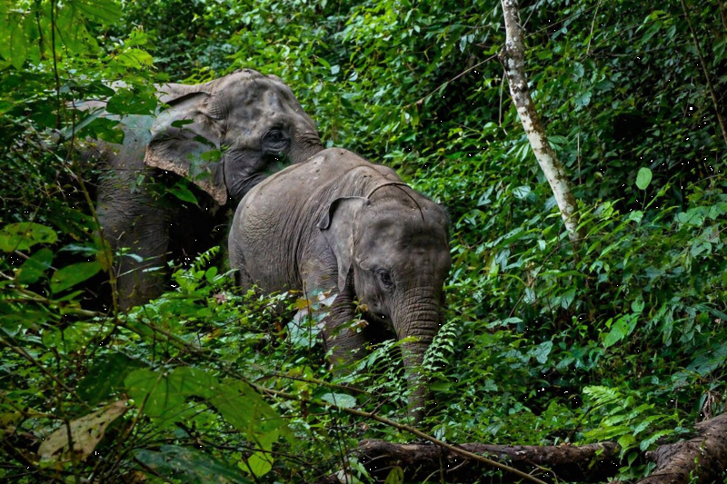 Sumatran elephants in an ethical and sustainable way