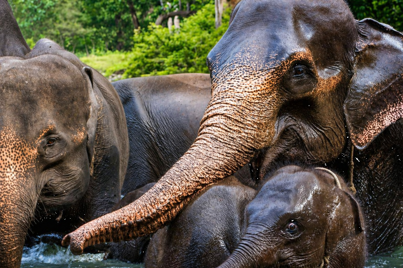 Sumatran elephants in an ethical and sustainable way