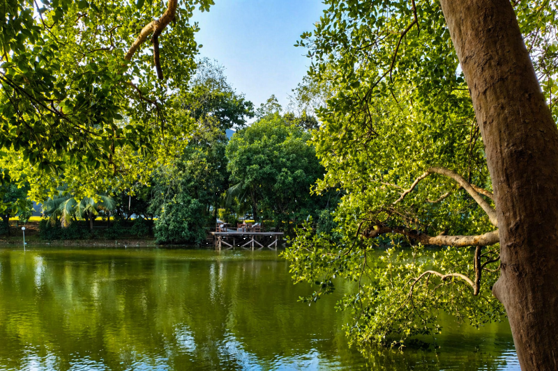The mangroves tree
