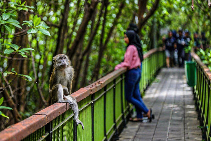 Close to nature at Mangrove Pantai Indah Kapuk